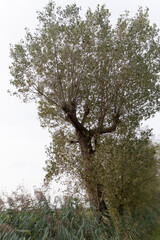 A tree in a field in Nigtevecht, the Netherlands