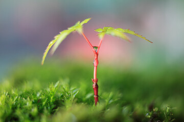 イロハモミジの新芽