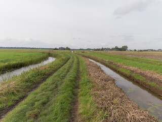 Fototapeta na wymiar A ditch between meadows in Nigtevecht, The Netherlands