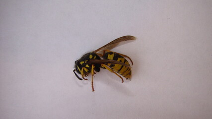 Dead wasp on white background 
isolated Yellow wasp, yellow hornet.
Closeup European wasp or German wasp
 Yellowjacket or yellow jacket 
Close up of German yellowjacket
wasps, insect, insect, wildlife