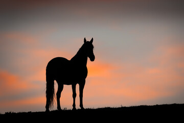 Fototapeta na wymiar Horse at Sunset