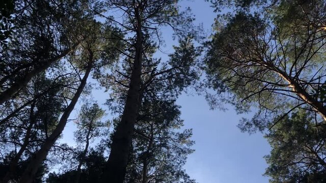 View in the forest from bottom to top rotation