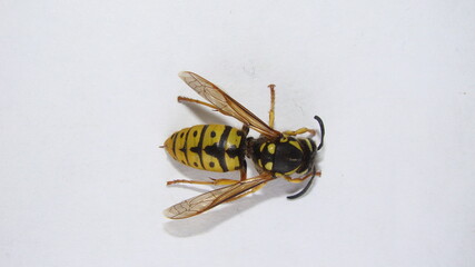 Yellow wasp on a white background.
yellow hornet a white background.
Closeup European wasp or German wasp.
isolated Yellowjacket or yellow jacket 
Close up of German yellowjacket
wasps, insect, insect