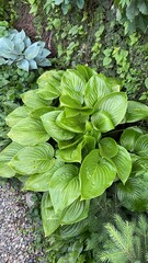 green leaves background