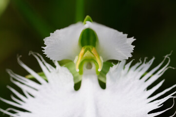 白色の花サギソウのアップ