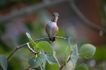 Curious Hummingbird on Branch