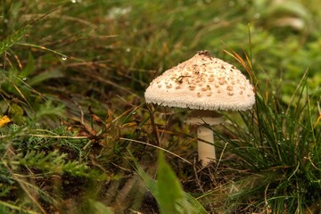 Shaggy Parasol Mushroom in a Meadow, Chlorophyllum rhacodes. Mushrooms in the grass in the meadow after the rain. Water drops on grass.