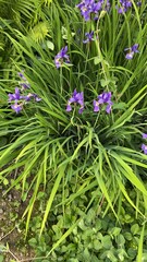 flowers in the garden