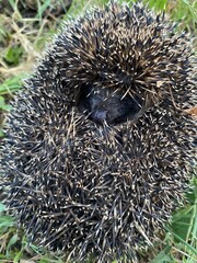 hedgehog in the grass
