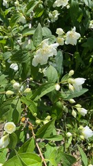 white flowers in the garden