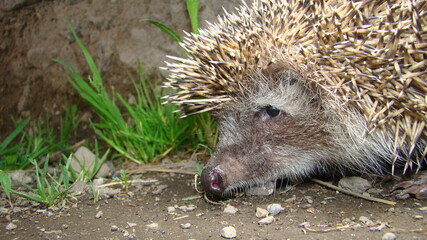 Close up hedgehog.
Hedgehog in the garden. European hedgehog. Scientific name: Erinaceus europaeus. delightful summer scene. hedgehog is looking forward. wild, native, Landscape. Horizontal.