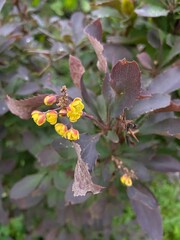 butterfly on a flower