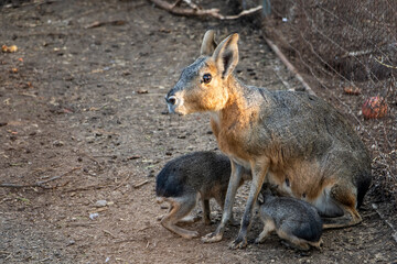 Naklejka na ściany i meble A female wild patagonian mara breast feeding its two babies. Cute picture of a mother Patagonian mara and her children.