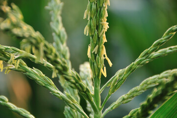 トウモロコシの花とてんとう虫