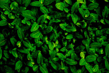 Abstract green leaves background.