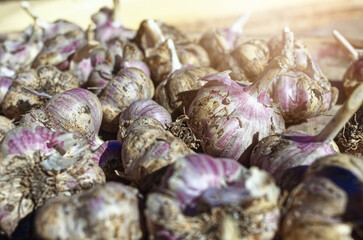 Lots of garlic from the new crop. Background. Top view