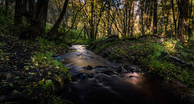 Delamere Forest Stream