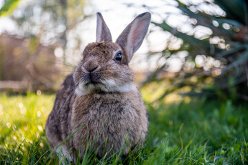 A brown bunny in the wild on a green grass on sunset looking curiously at the camera.