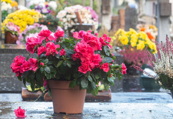 Azalea plant on tombstone for All Saints Day