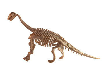 A diplodocus skeleton model on the white background.