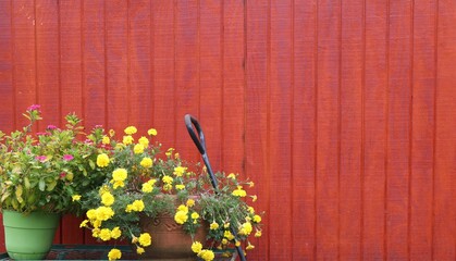 Flowers bloom on a wagon next to a red country barn on a rural farm © Gina Santoria