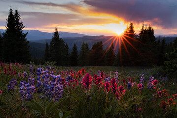 Wildflowers at Sunset © David