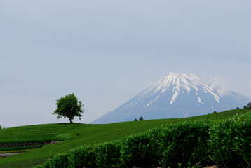 茶畑と富士