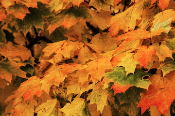 Naklejka na ściany i meble Autumn maple leafs on the maple tree