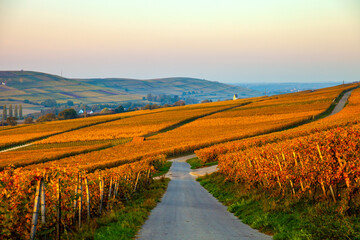 Weinberg_im_Herbst_2949