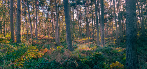 Enchanting Delamere Forest in autumn 