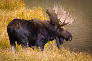 Bull Moose at Pond