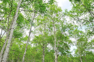 Naklejka premium 白樺