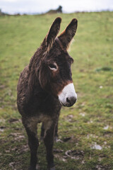 Donkey in the field 