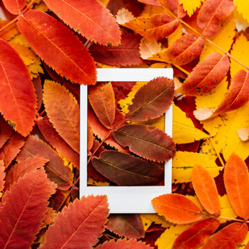 Autumn composition of leaves and Polaroid image. The concept of autumn. Minimalism and abstraction. White frame on a background of bright autumn leaves