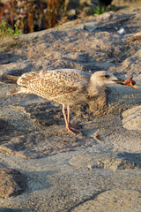 Travem&uuml;nde an der Ostsee