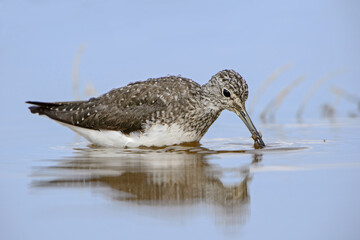 Green Sandpiper - Tringa ochropus, beautiful small wader from Euroasian swamps, marsches and fresh waters, Pag island, Croatia.