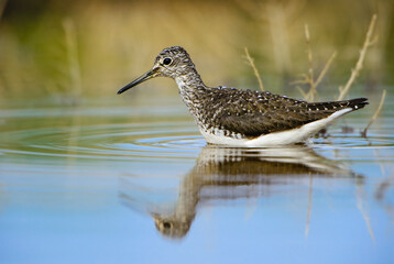 Green Sandpiper - Tringa ochropus, beautiful small wader from Euroasian swamps, marsches and fresh waters, Pag island, Croatia.