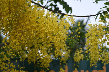 Fototapeta premium Golden shower flower