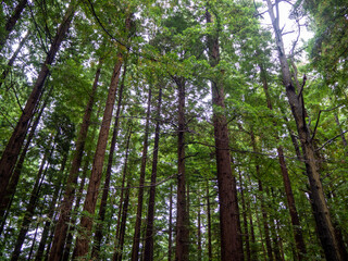 Forest of tall trees in Cantabria, Spain