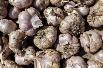 Lots of garlic from the new crop. Background. Top view