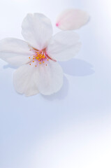 Fototapeta premium さくらの花びら