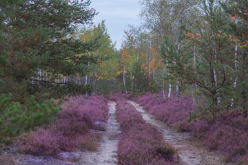 Jesień na wrzosowisku. © boguslavus