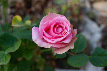 Rosa de jardín de color rosa