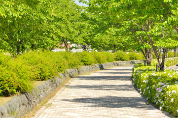 Fototapeta na wymiar ツツジが咲く新緑の歩道
