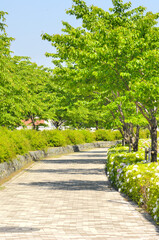 Fototapeta na wymiar ツツジが咲く新緑の歩道