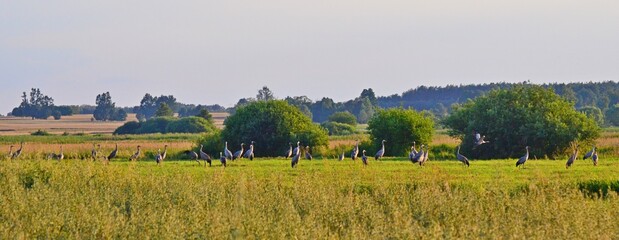 żurawie © Krzysztof