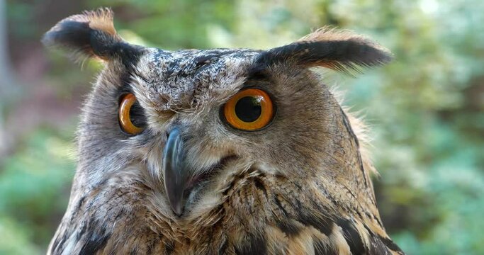 Cinema 4K 60 fps Eagle owl stares at the camera