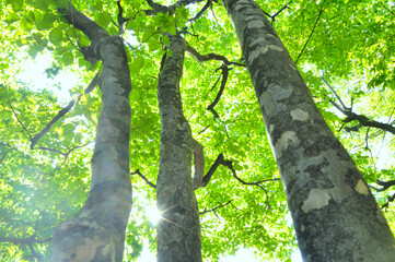 新緑の樹木