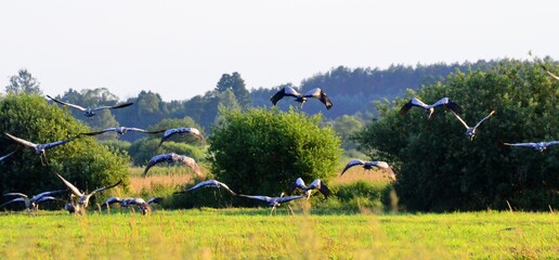 żurawie © Krzysztof