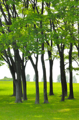 新緑の樹木と木陰